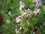 Ophrys apifera